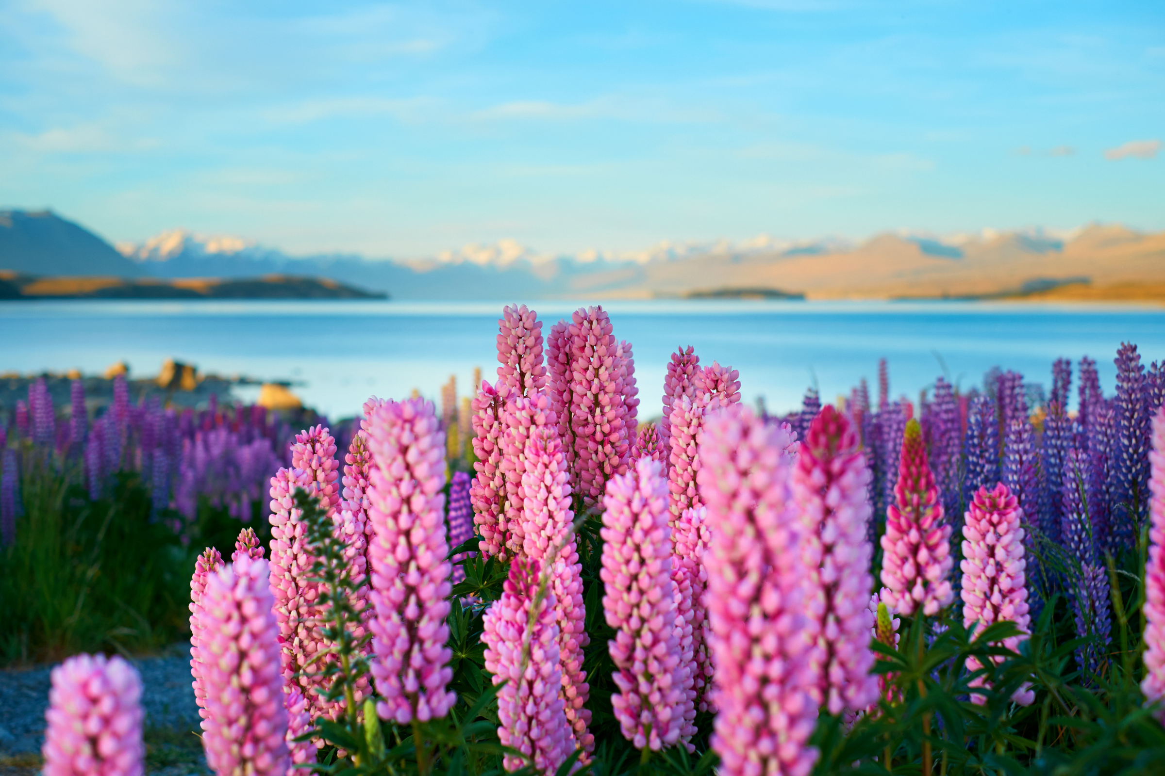 lake tekapo.webp